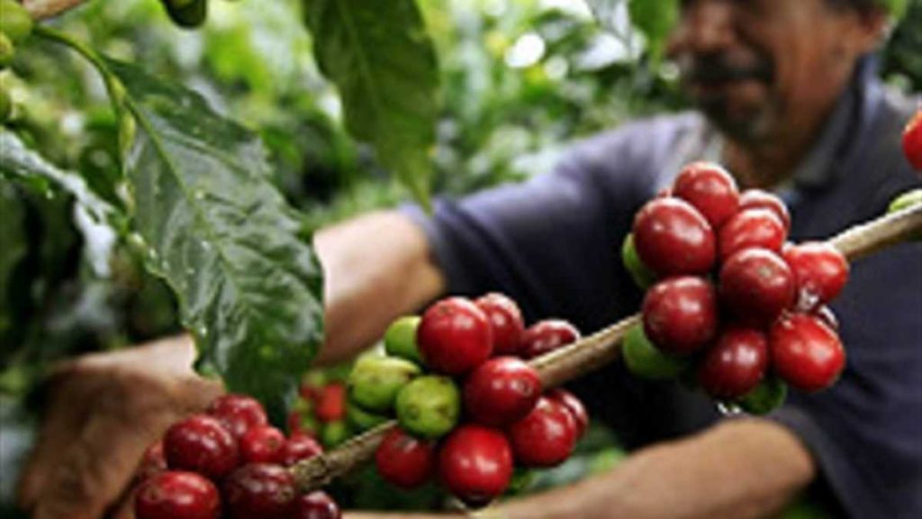 cultivo del café en colombia